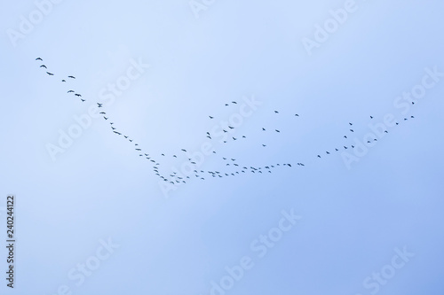 flock of birds flying 