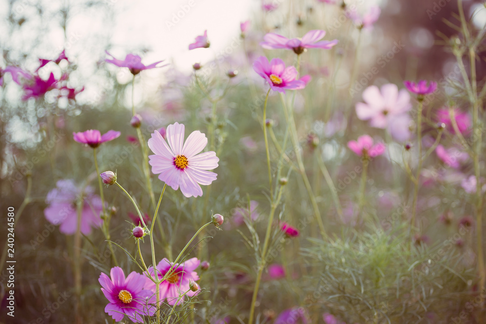 Close-up Pink Cosmos flowers, Flowery meadows and natural sunlight 
