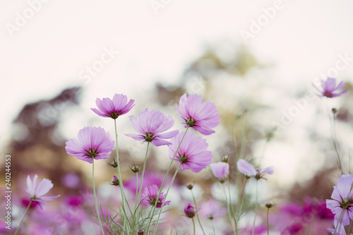 Close-up Pink Cosmos flowers  Flowery meadows and natural sunlight 