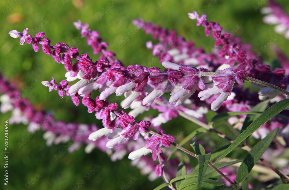 Obraz premium Salvia leucantha