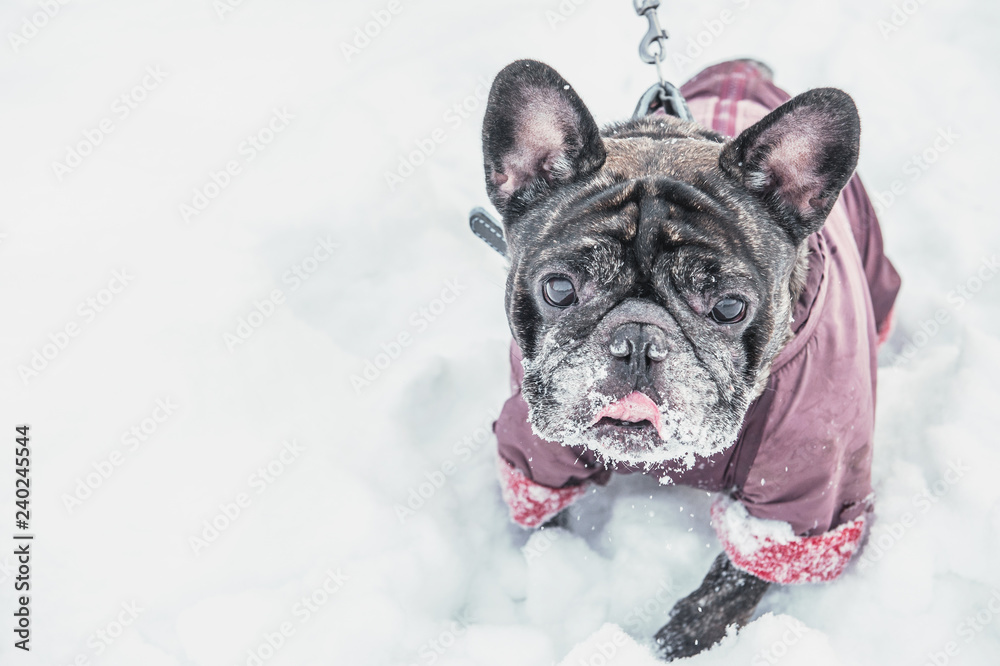 A pug with his tongue sticking out walks in deep snow with his master. Old gray dog in a winter coat