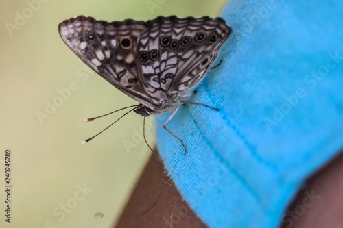 Butterfly Resting on Shorts