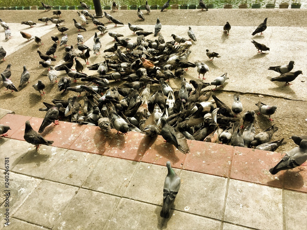Crowd of pigeon on the walking street.pigeons spread diseases.Pigeons