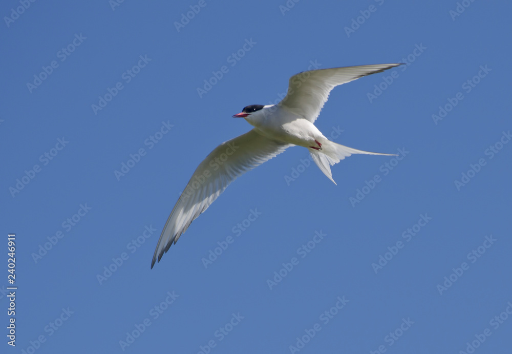 Arctic tern (Sterna paradisaea) in flight, blue sky Arctic tern (Sterna paradisaea) in flight, blue sky