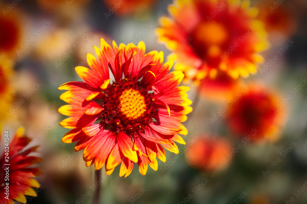 aster aster