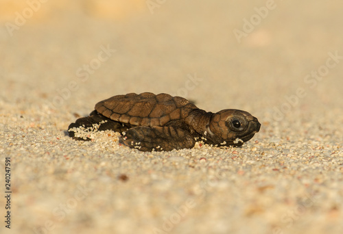 Baby Hawksbill Sea Turtle 