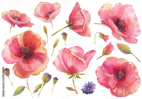 Watercolor set with red poppy flowers. Hand drawn illustration on white background.