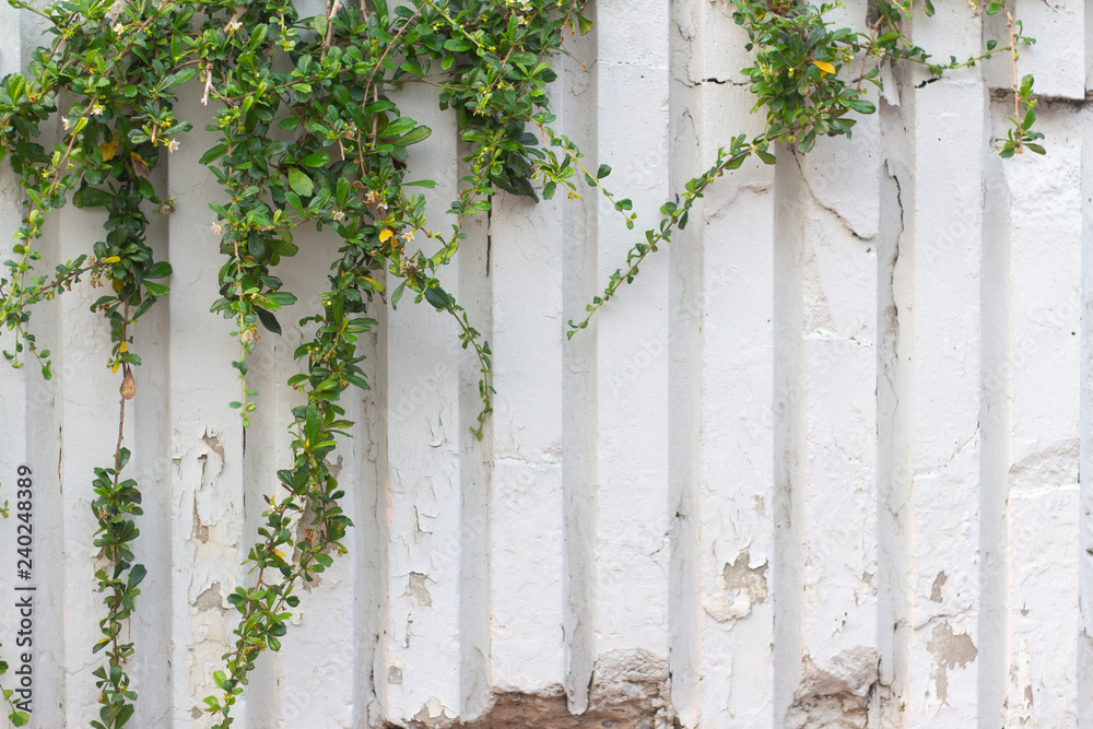 Green leaves wall background, vine ivy growing frame