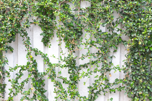 Green leaves wall background, vine ivy growing frame