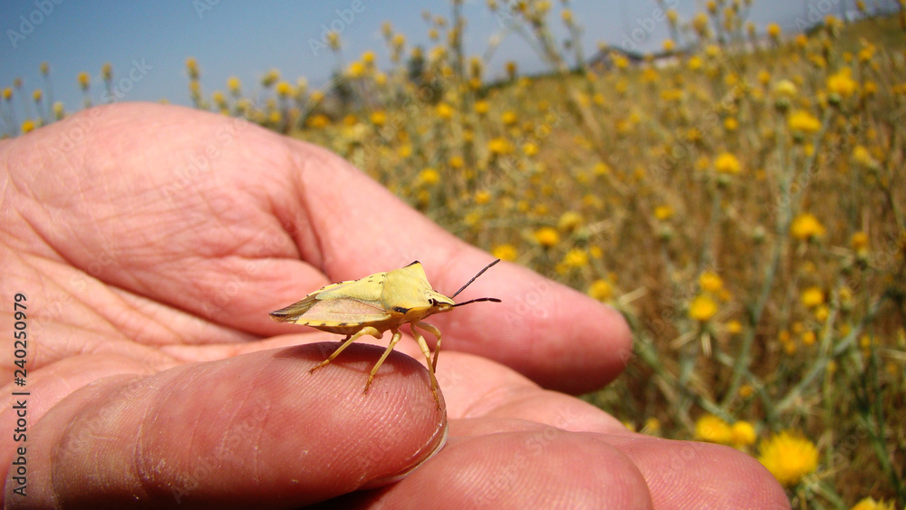 Fototapeta premium stink bug on the hand amazing camouflage insect camouflage animal camouflage close up of insect closeup insects, animals, bugs, bug, wildlife, wild nature, forest, woods, garden, park, summer, spring