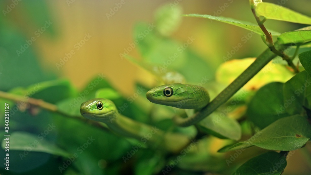 Zwei junge Raue Grasnattern (Opheodrys aestivus) im Alter von drei Monaten Zwei junge Raue Grasnattern (Opheodrys aestivus) im Alter von drei Monaten