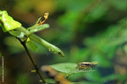 Junge Grasnatter (Opheodrys aestivus) mit Futtertier © Schmutzler-Schaub