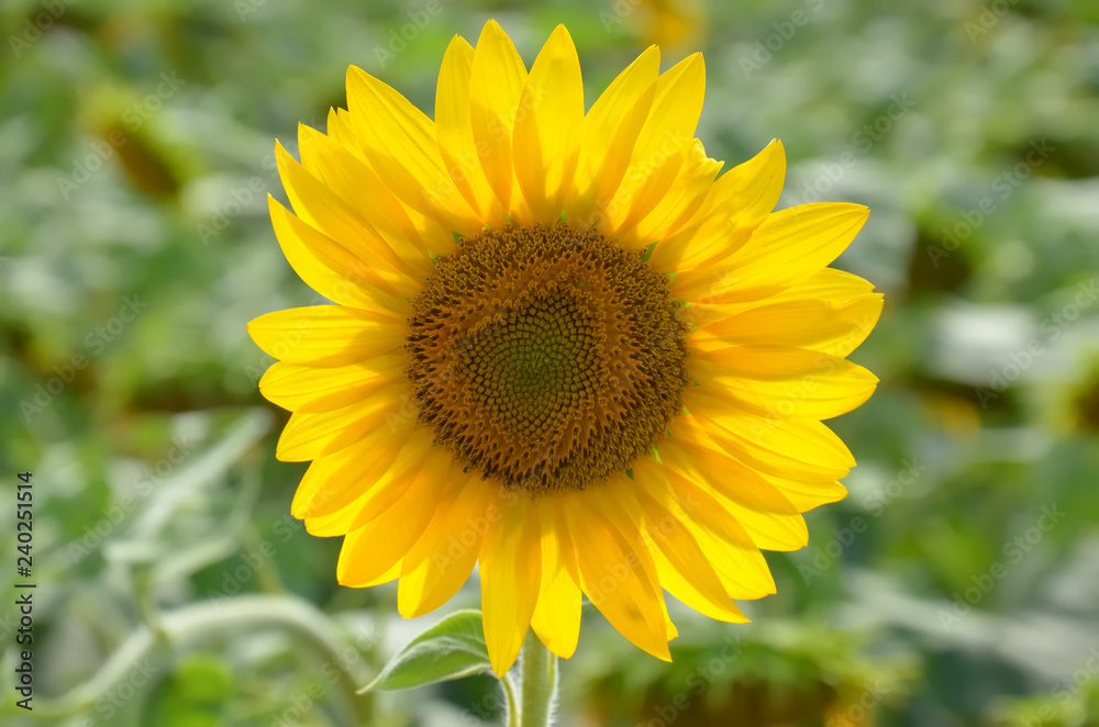 Sunflower outdoors