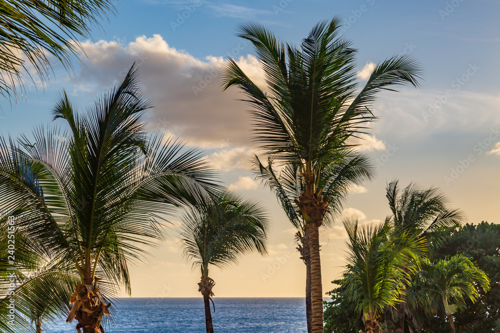 Palm Trees and the Ocean, in Barbados Palm Trees and the Ocean, in Barbados