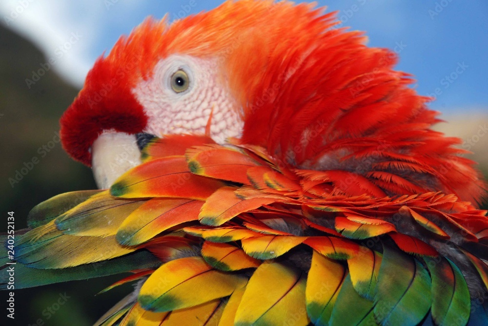 Obraz premium Guacamaya