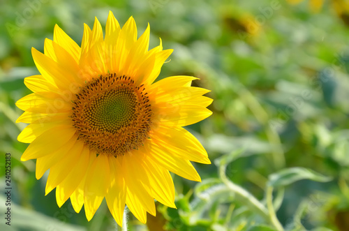 Sunflower outdoors