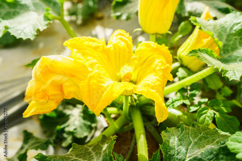 yellow flower