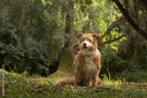 Blonder Hund im Wald Sommer © Renee Heetfeld