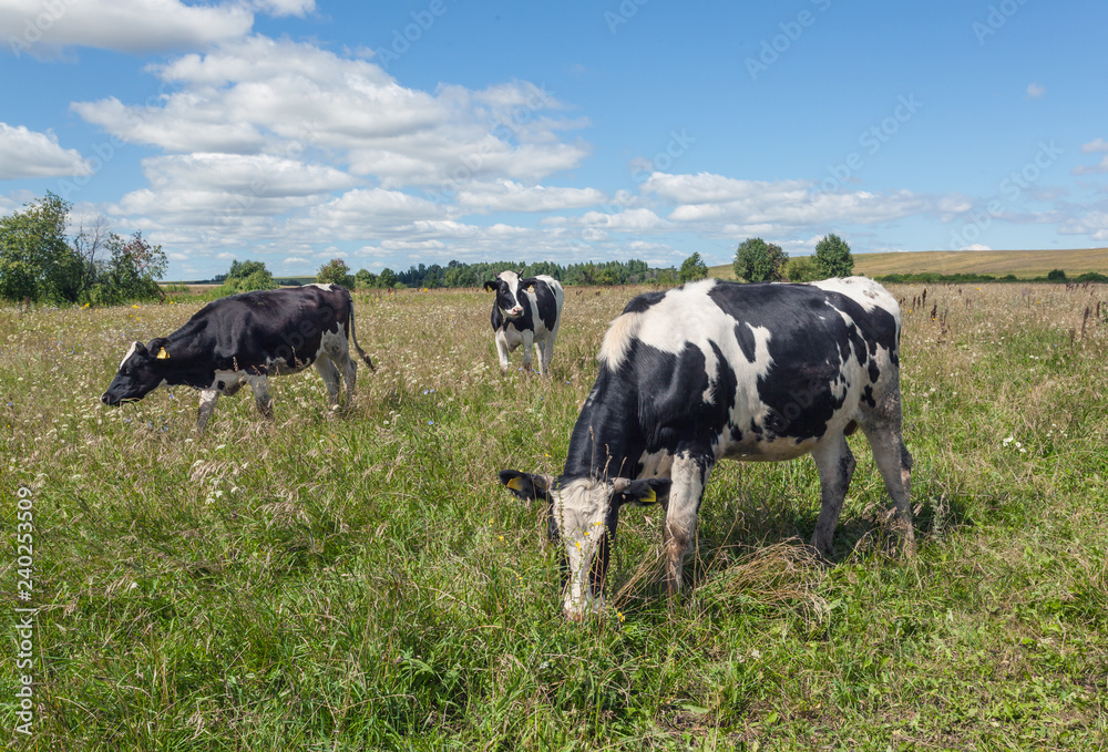 Three cows on the field with green grass