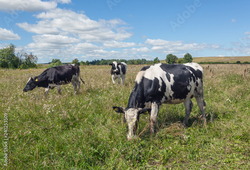 Three cows on the field with green grass © gmashkovtsev