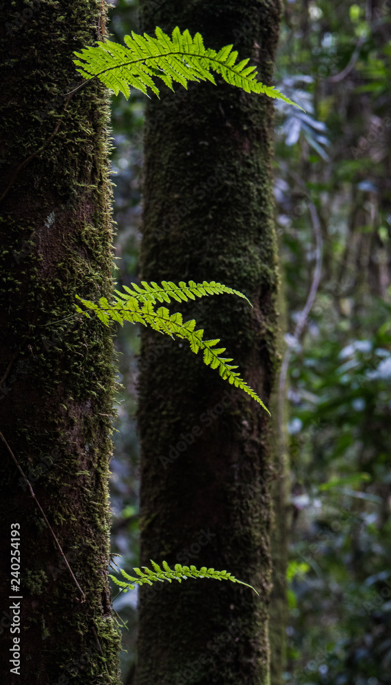 Fototapeta premium Fern growing on tree trunk
