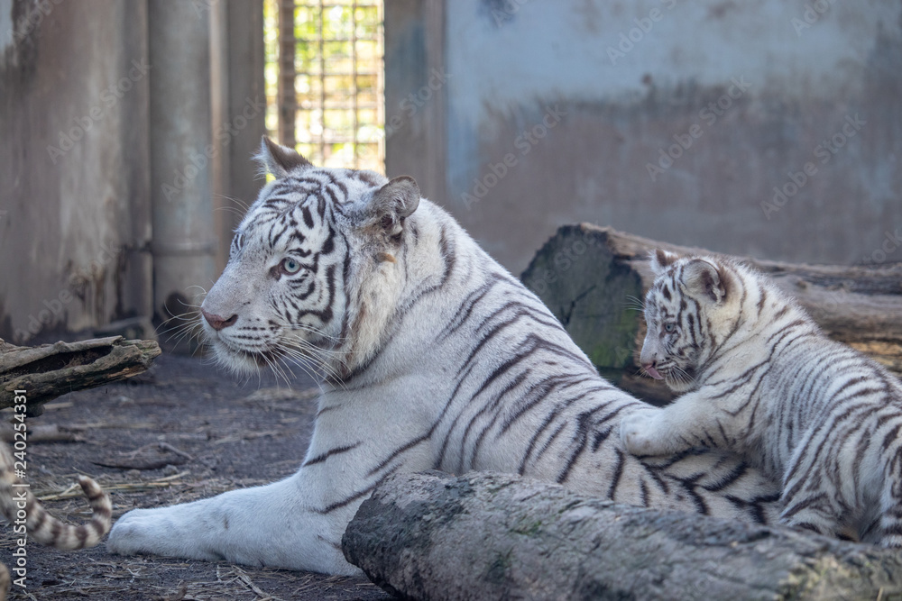 White Tiger ホワイトタイガー
