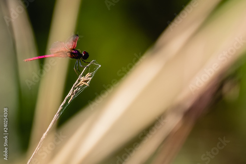 red dragonfly on dried grass flower © Attaphon