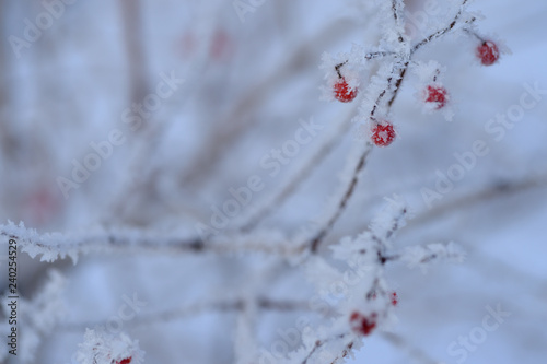 Berry rowan red and black  leaves and branches of trees under the snow.December 2018.Russia.