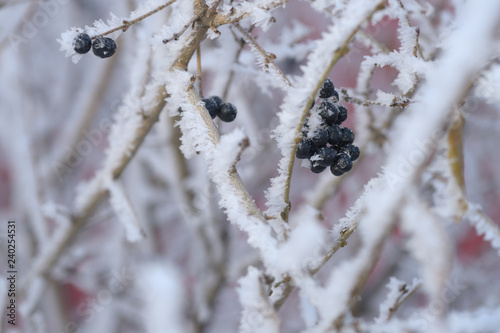Berry rowan red and black, leaves and branches of trees under the snow.December 2018.Russia.