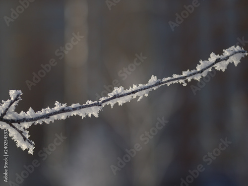 Wallpaper Mural Berry rowan red and black, leaves and branches of trees under the snow.December 2018.Russia. Torontodigital.ca