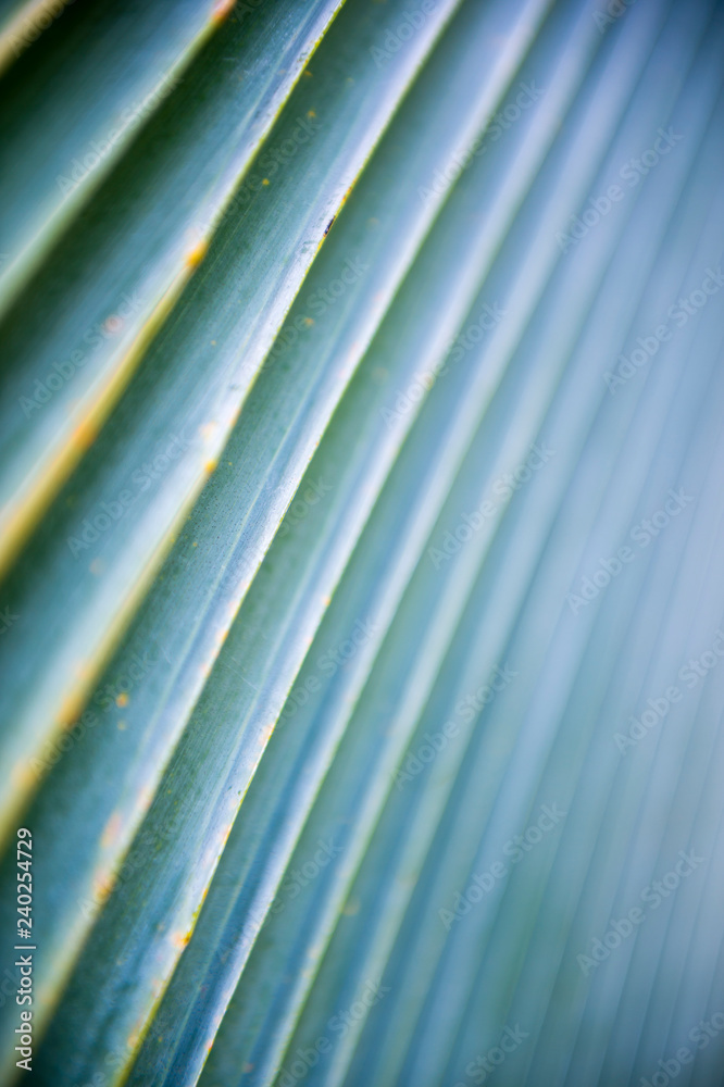 Natural palm frond pattern in abstract tropical background with diminishing perspective of sharp clean lines Natural palm frond pattern in abstract tropical background with diminishing perspective of sharp clean lines