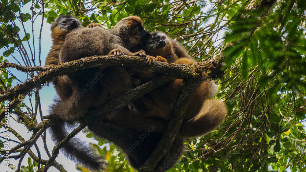 Fototapeta premium Red Fronted Lemur