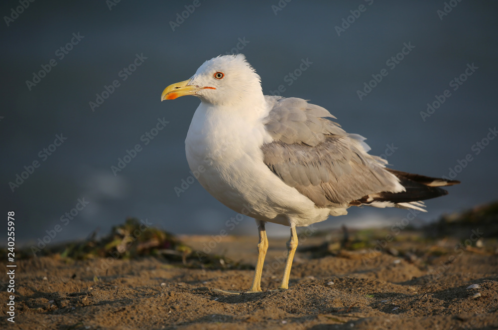 seagull with yellow beak on the beach seagull with yellow beak on the beach