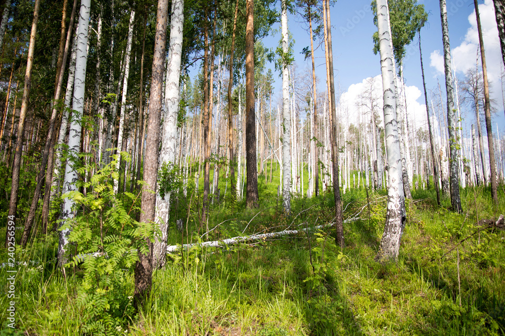 Fototapeta premium Forest in spring. Walking path in the mixed forest.