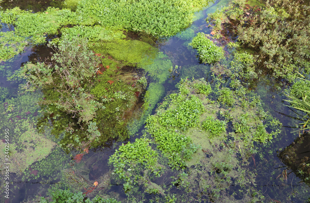 swamp with aquatic plants in a nature reserve