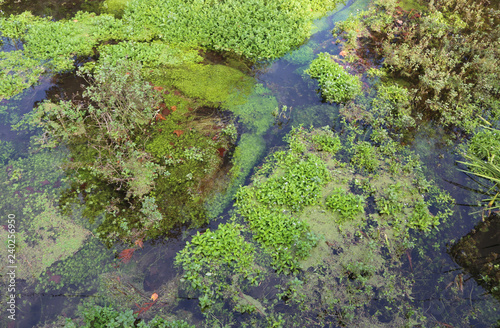 swamp with aquatic plants in a nature reserve