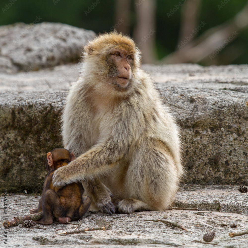 Barbary macaque Barbary macaque