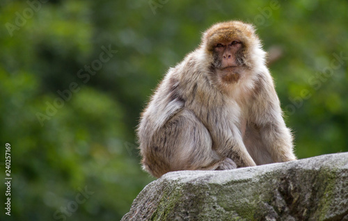 Barbary macaque © Ed Steenhoek