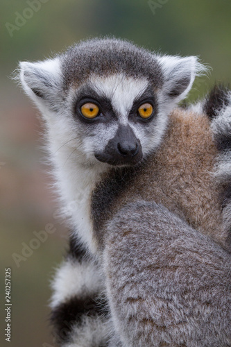 Ring-tailed Lemur (Lemur catta) © Ed Steenhoek