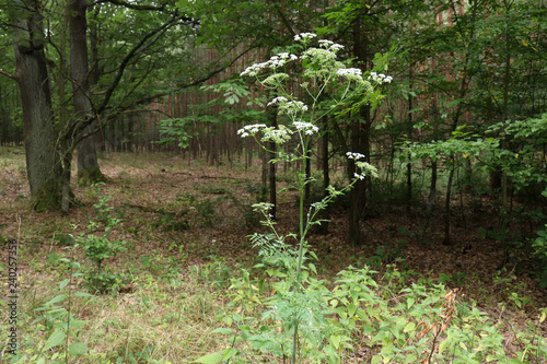 Photos Inflorescence of a herb of Hemlock