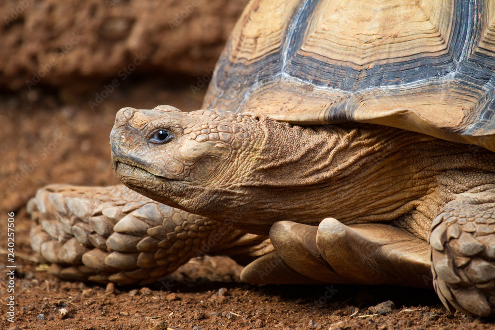 Obraz premium African spurred tortoise