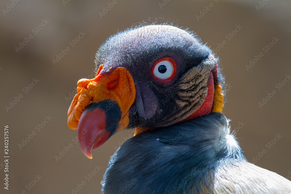 Close-up of the majestic King vulture (Sarcoramphus papa) Close-up of the majestic King vulture (Sarcoramphus papa)
