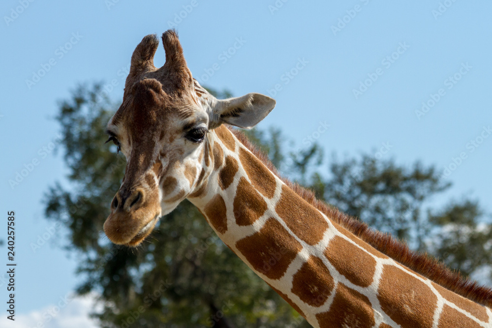 Naklejka premium Giraffe