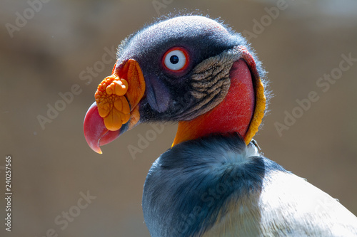 Close-up of the majestic King vulture (Sarcoramphus papa)