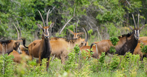 Sable Antelope Herd