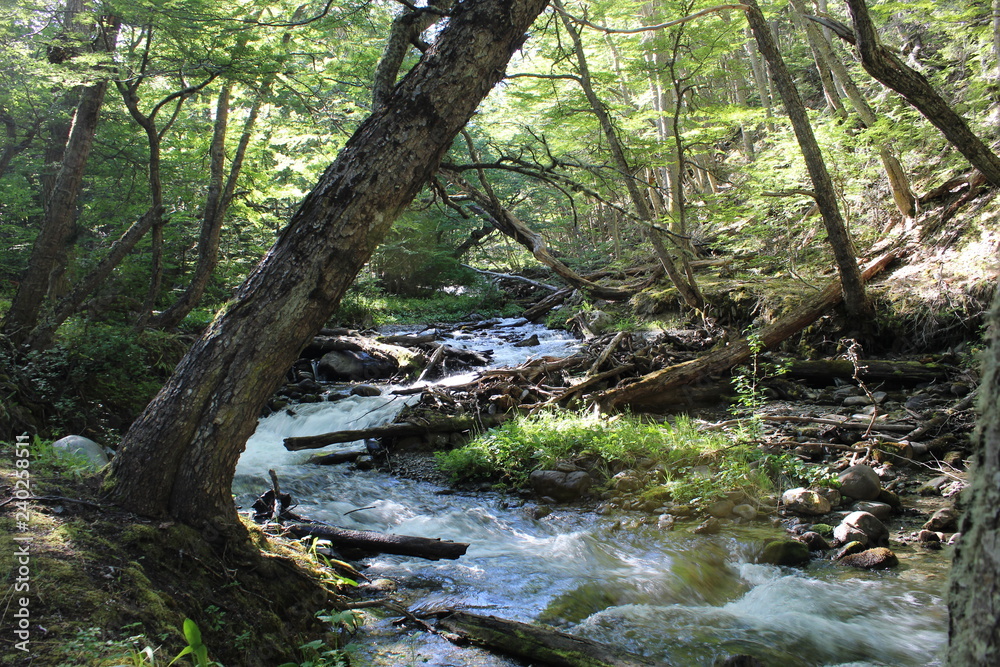 Old tree bent on the river Old tree bent on the river