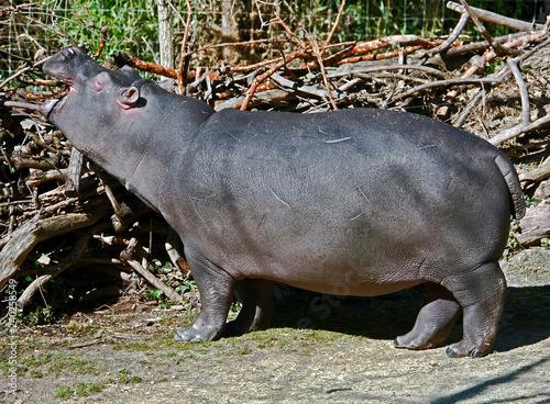 Young hippopotamus eating fence. Latin name - Hippopotamus amphibius