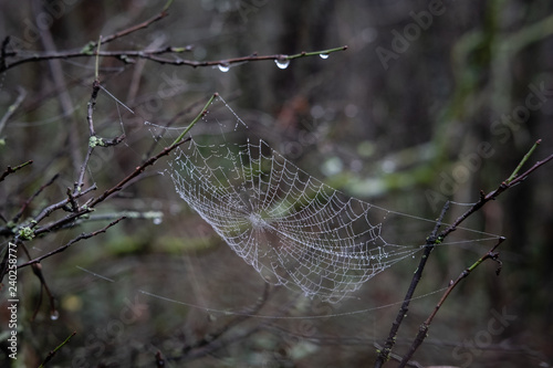 Toile d'araignée dans les bois