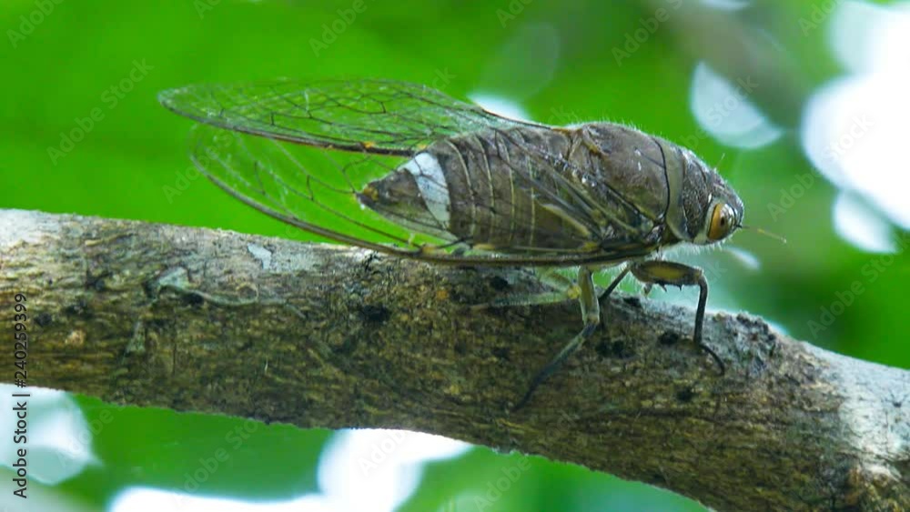 macro cicada sits on shivering tropical tree brown branch against green blurred swaying leaves in natural habitat macro cicada sits on shivering tropical tree brown branch against green blurred swaying leaves in natural habitat