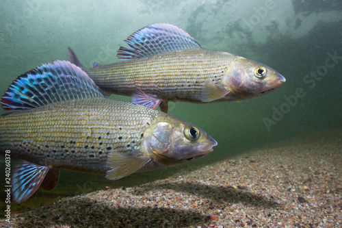 Grayling (Thymallus thymallus). Swimming freshwater fish Thymallus thymallus, underwater photography in the clear water. Live in the mountain creek. Beautiful river habitat.